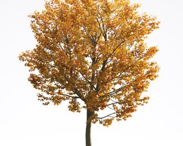 Liriodendron 08 3D model