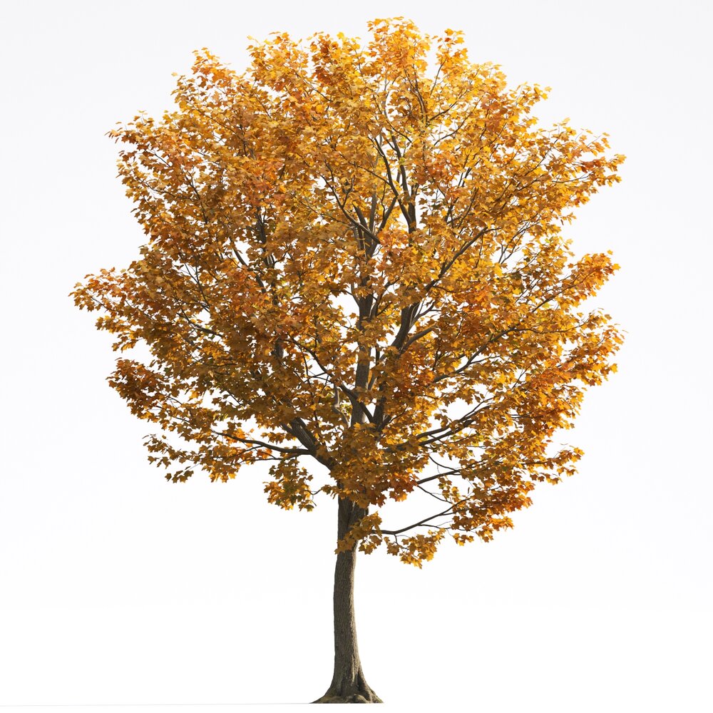 Liriodendron 08 3D-Modell