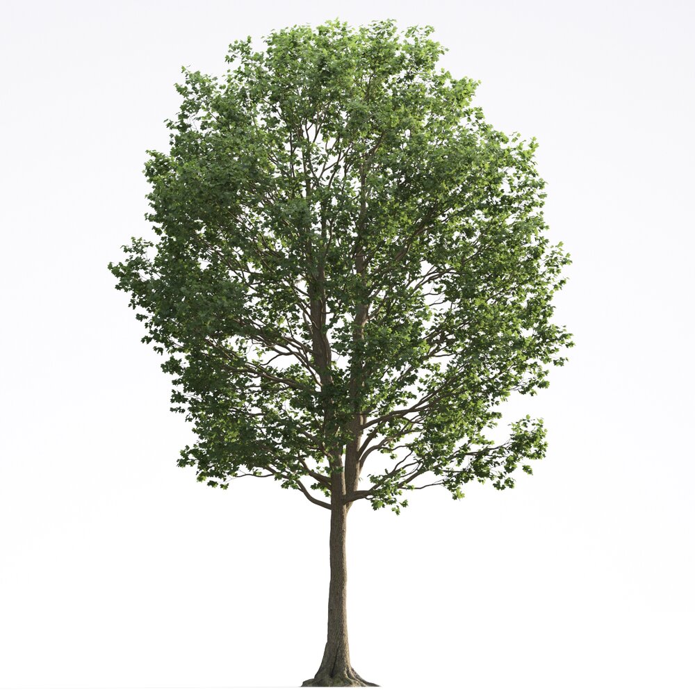 Liriodendron 09 3D model