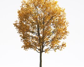 Liriodendron 10 3D model