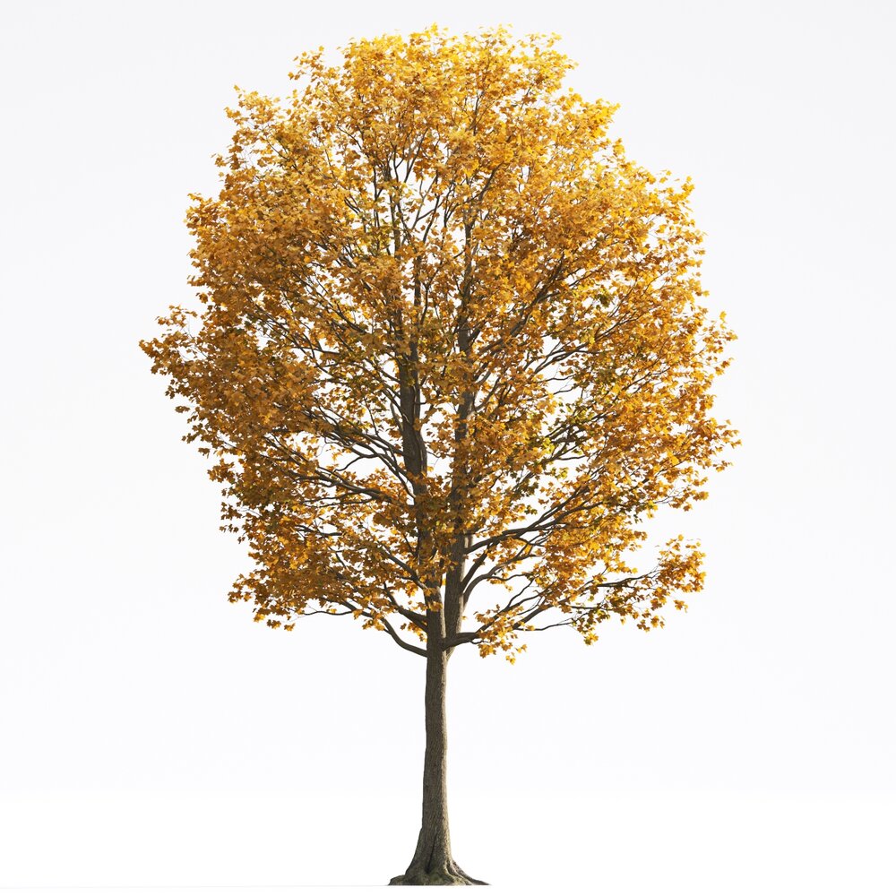 Liriodendron 10 3D model