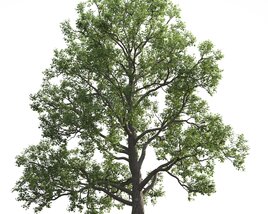 Liriodendron 11 3D model