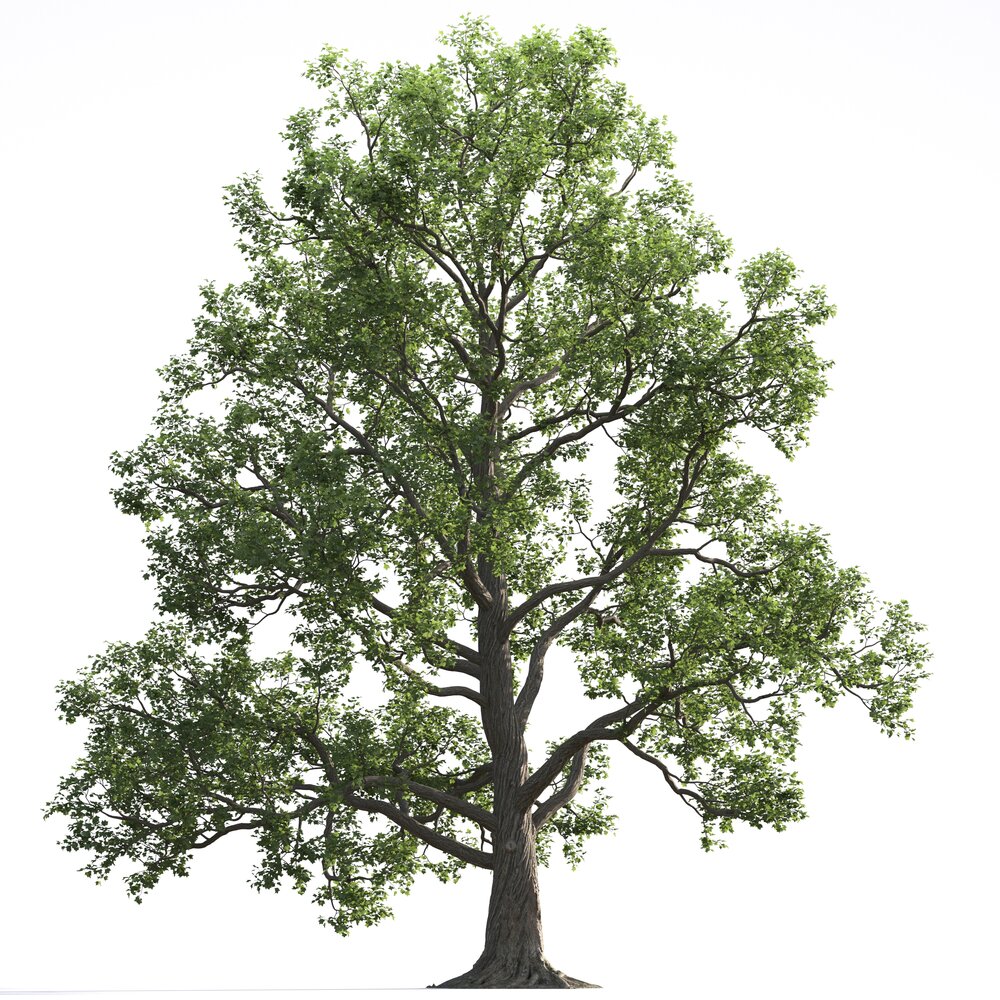 Liriodendron 11 3D model