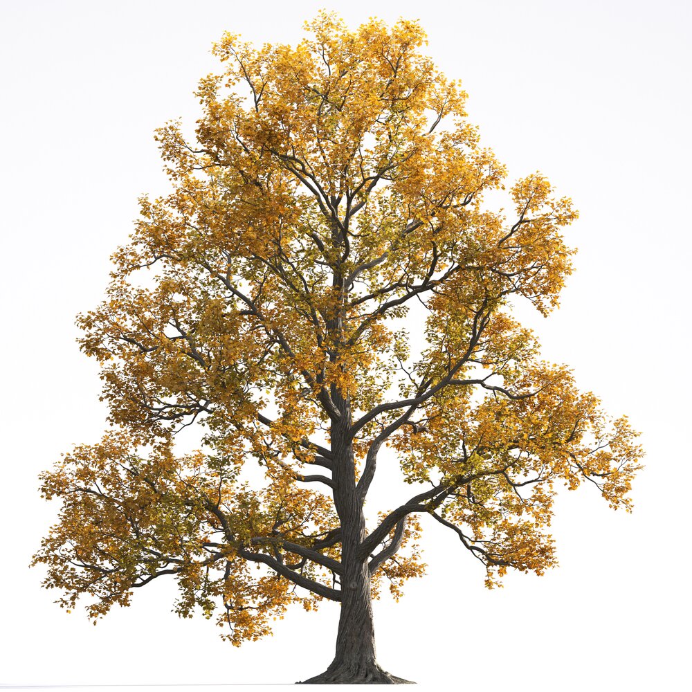 Liriodendron 12 3D 모델 