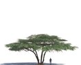 Acacia Tortilis 03 3D-Modell