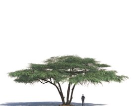 Acacia Tortilis 03 Modello 3D