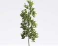American Sycamore 3D-Modell