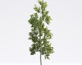 American Sycamore 3D 모델 