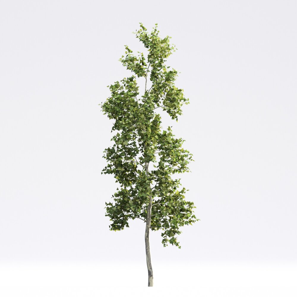 American Sycamore 3D-Modell