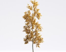 American Sycamore 02 3D-Modell