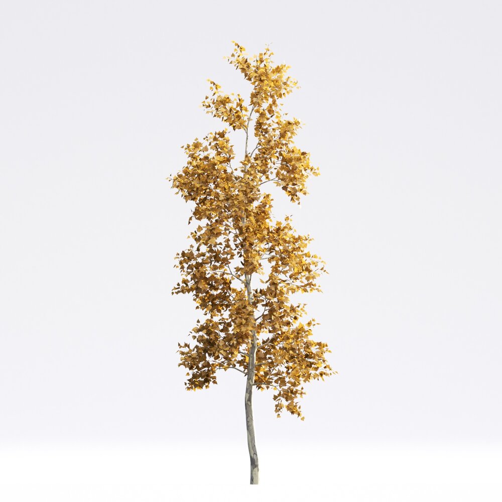 American Sycamore 02 3D 모델 