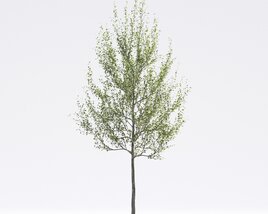 American Sycamore 03 3D 모델 