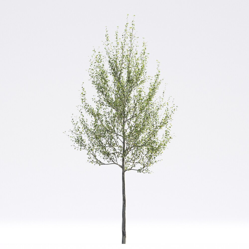 American Sycamore 03 3D-Modell