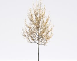American Sycamore 04 3D-Modell