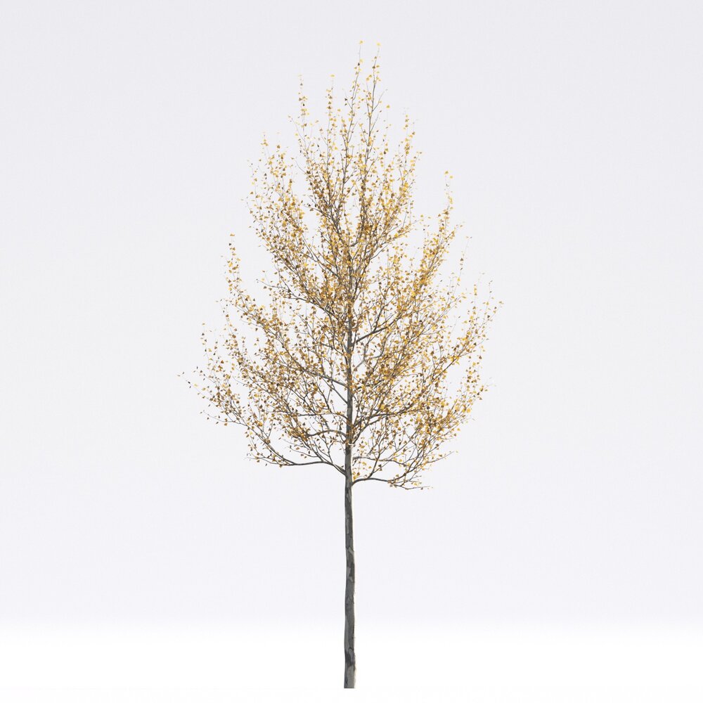 American Sycamore 04 3D 모델 