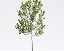 American Sycamore 05 3D-Modell