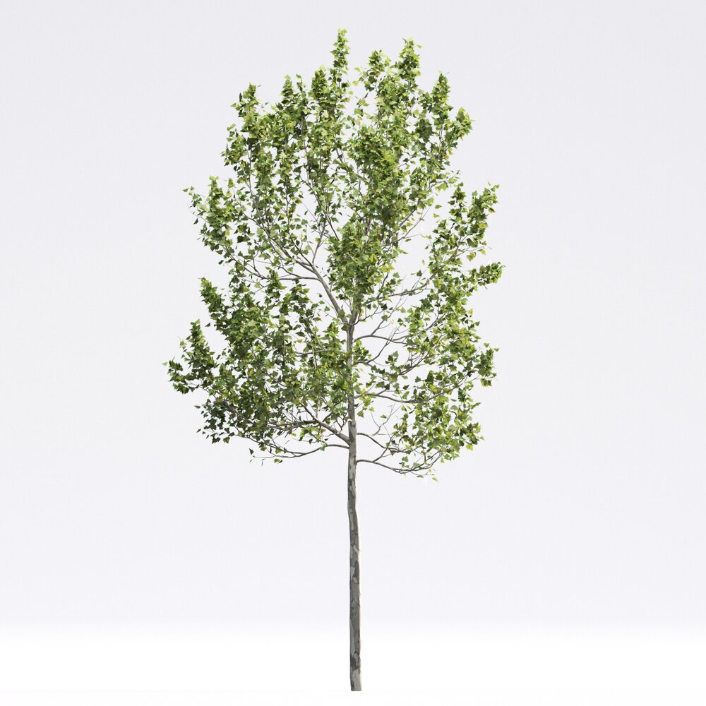 American Sycamore 05 3D 모델 