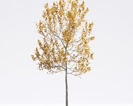 American Sycamore 06 3D 모델 