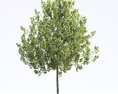 American Sycamore 07 3D-Modell