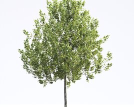American Sycamore 07 3D 모델 