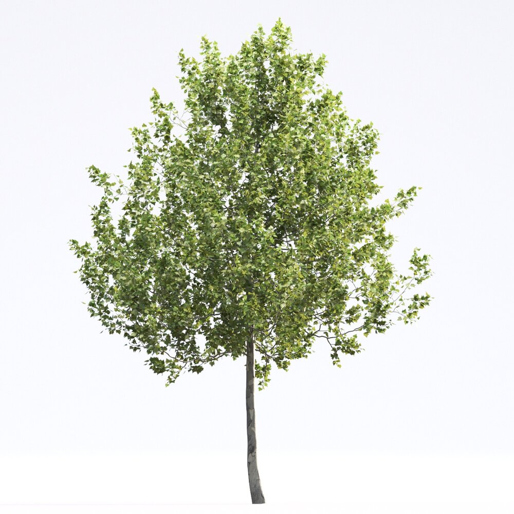 American Sycamore 07 3D-Modell