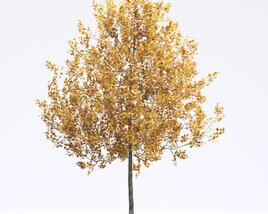 American Sycamore 08 3D-Modell