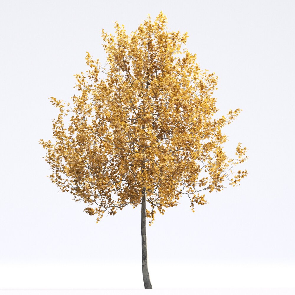 American Sycamore 08 3D 모델 