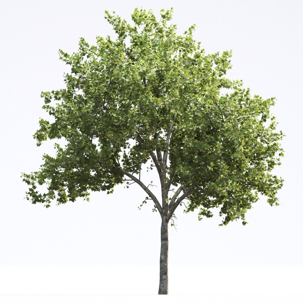 American Sycamore 09 3D-Modell
