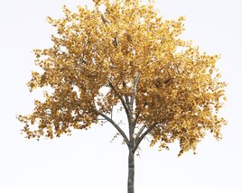 American Sycamore 10 3D-Modell