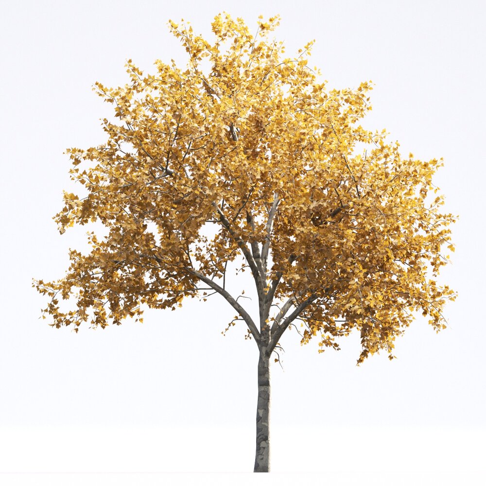 American Sycamore 10 3D 모델 