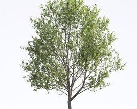 American Sycamore 11 3D-Modell