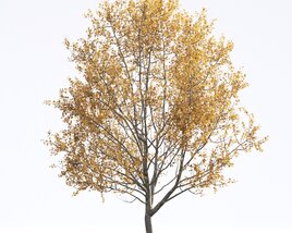 American Sycamore 12 3D 모델 