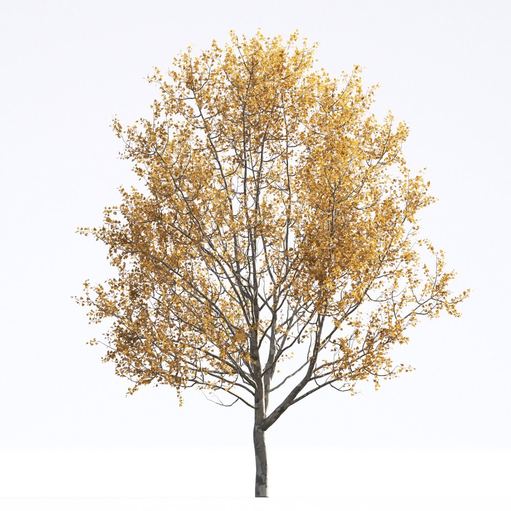 American Sycamore 12 3D 모델 