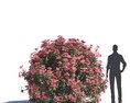 Nerium Oleander Modello 3D