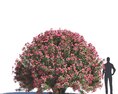 Nerium Oleander 02 3D-Modell