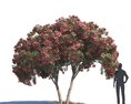 Nerium Oleander 03 3Dモデル