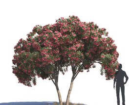 Nerium Oleander 03 3D model