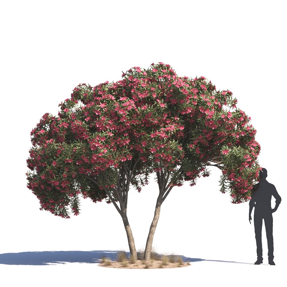 Nerium Oleander 03 3D-Modell