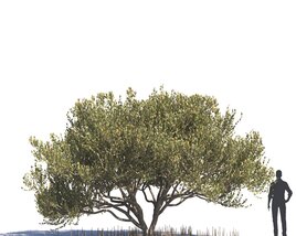 Black Mangrove 02 3D model