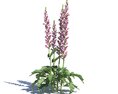 Acanthus Hungaricus 3D-Modell