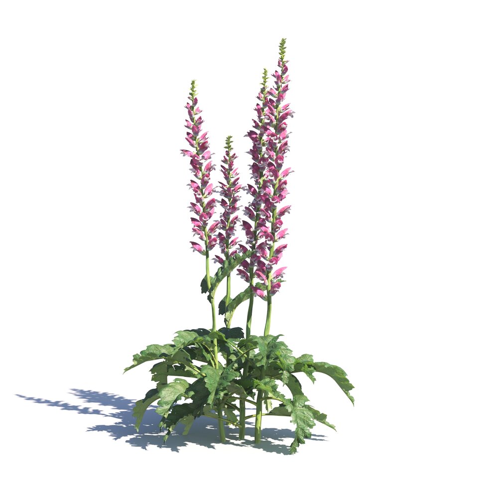 Acanthus Hungaricus 3D-Modell