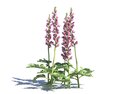 Acanthus Hungaricus 02 3D-Modell