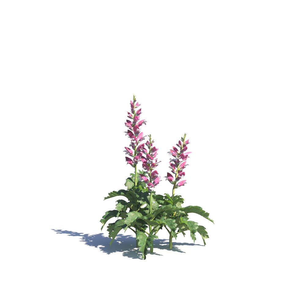 Acanthus Hungaricus 03 3D-Modell