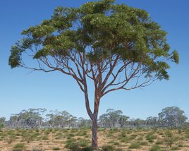 Eucalyptus Tree 02 Modello 3D