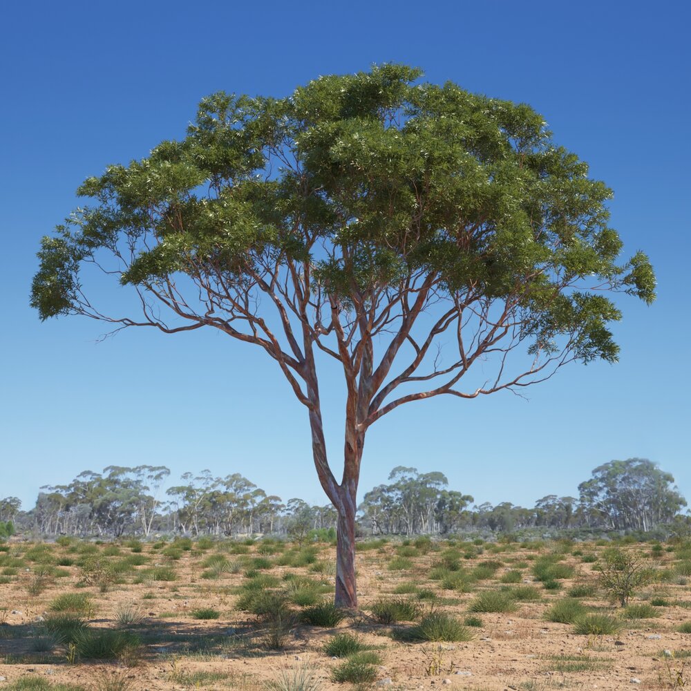 Eucalyptus Tree 02 Modelo 3D