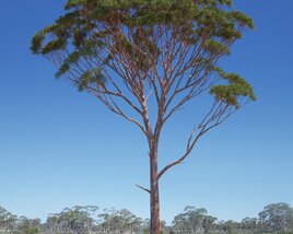 Eucalyptus Tree 03 Modèle 3D