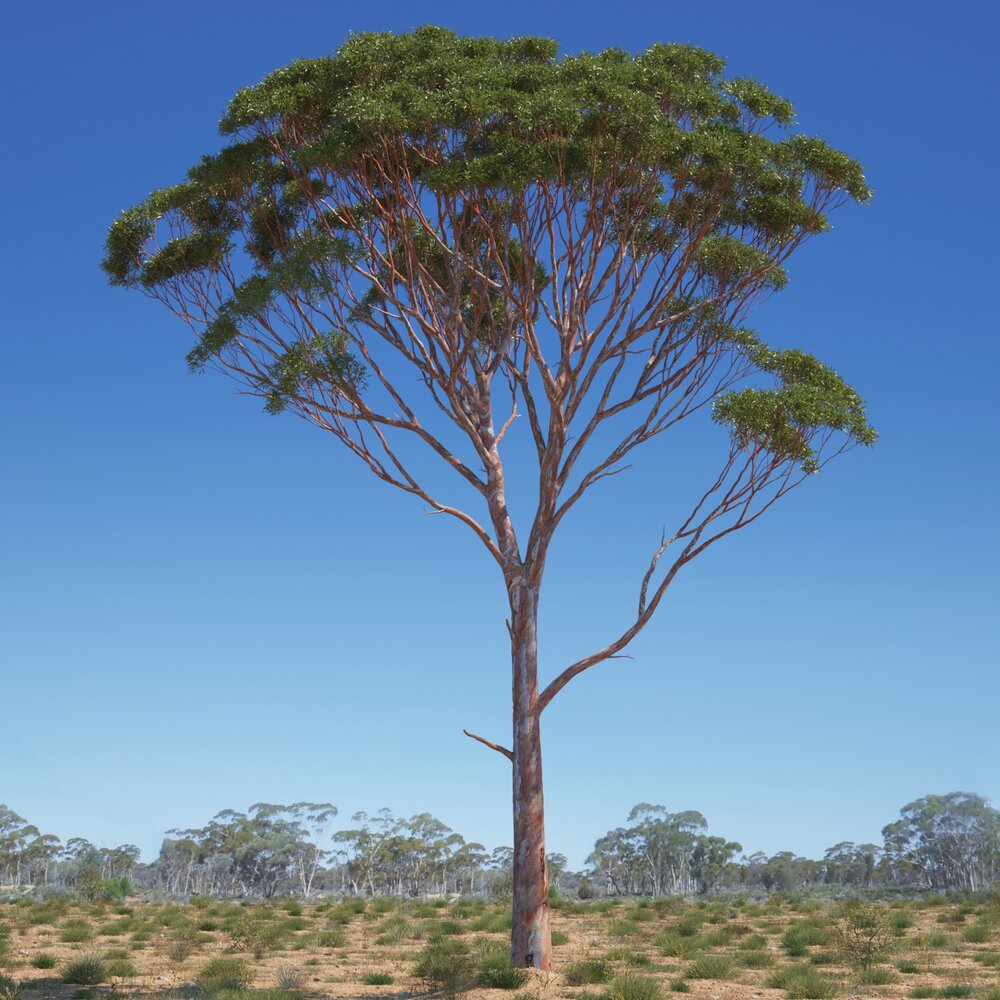 Eucalyptus Tree 03 3D-Modell