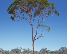 Eucalyptus Tree 04 3Dモデル