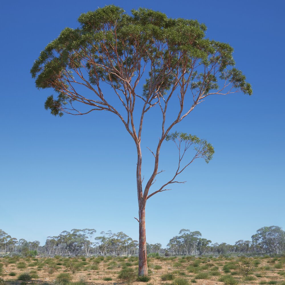 Eucalyptus Tree 04 3D 모델 
