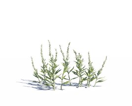 Artemisia Ludoviciana 3D model